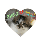 うちのたま要りませんか？(with琥珀)（個別スタンプ：16）