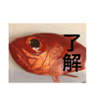 テラコレ（個別スタンプ：2）