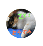 ポメラニアン MAX（個別スタンプ：2）