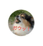 ポメラニアン MAX（個別スタンプ：8）