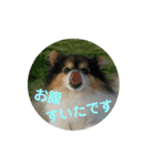 ポメラニアン MAX（個別スタンプ：9）