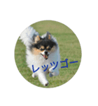 ポメラニアン MAX（個別スタンプ：12）