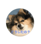 ポメラニアン MAX（個別スタンプ：13）