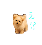 そぼろスタンプ（個別スタンプ：1）