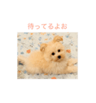 そぼろスタンプ（個別スタンプ：3）