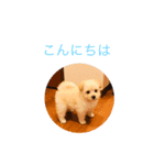 そぼろスタンプ（個別スタンプ：6）