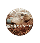 くまさん-（個別スタンプ：4）