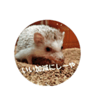 くまさん-（個別スタンプ：5）