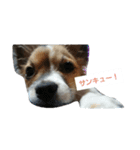 うちの愛犬たち（個別スタンプ：2）