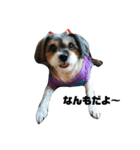 うちの愛犬たち（個別スタンプ：3）