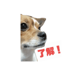 うちの愛犬たち（個別スタンプ：4）