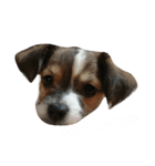うちの愛犬たち（個別スタンプ：5）