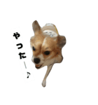 うちの愛犬たち（個別スタンプ：7）