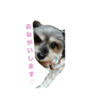 うちの愛犬たち（個別スタンプ：8）