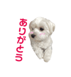 そらまるのスタンプ（個別スタンプ：7）