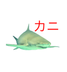 性格の悪いサメ君スタンプ（個別スタンプ：16）