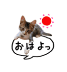 レオ＆みーちゃんスタンプ（個別スタンプ：1）