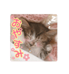 レオ＆みーちゃんスタンプ（個別スタンプ：2）