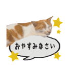 レオ＆みーちゃんスタンプ（個別スタンプ：3）