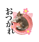 レオ＆みーちゃんスタンプ（個別スタンプ：4）