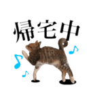 レオ＆みーちゃんスタンプ（個別スタンプ：19）