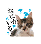 レオ＆みーちゃんスタンプ（個別スタンプ：22）