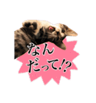 レオ＆みーちゃんスタンプ（個別スタンプ：38）