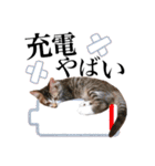 レオ＆みーちゃんスタンプ（個別スタンプ：39）