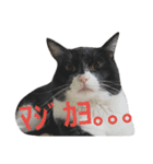 トトです。小夏です。（個別スタンプ：1）