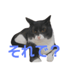 トトです。小夏です。（個別スタンプ：2）