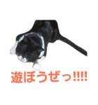 トトです。小夏です。（個別スタンプ：8）