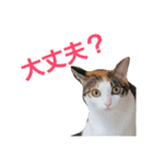 トトです。小夏です。（個別スタンプ：11）
