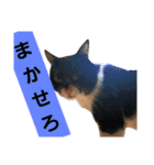 トトです。小夏です。（個別スタンプ：12）