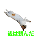 トトです。小夏です。（個別スタンプ：14）
