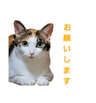 トトです。小夏です。（個別スタンプ：15）