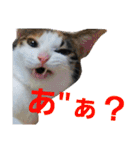 トトです。小夏です。（個別スタンプ：16）