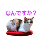 トトです。小夏です。（個別スタンプ：18）