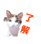 トトです。小夏です。（個別スタンプ：20）