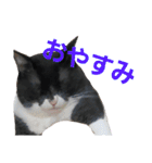 トトです。小夏です。（個別スタンプ：22）