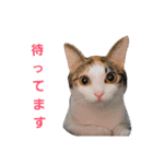 トトです。小夏です。（個別スタンプ：24）