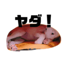 ブルテリア 牡丹3（個別スタンプ：14）