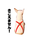 ブルテリア 牡丹3（個別スタンプ：18）
