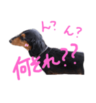 ドッグッド！（個別スタンプ：8）