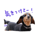 ドッグッド！（個別スタンプ：11）