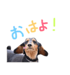 ドッグッド！（個別スタンプ：17）