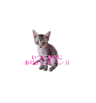 ゆずさま(恋人に送る言葉)（個別スタンプ：12）