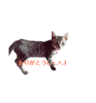 ゆずさま(恋人に送る言葉)（個別スタンプ：13）