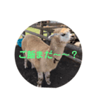 わいわい動物園（個別スタンプ：6）