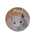 ハムスター☆みるくプリンの日常（個別スタンプ：1）