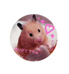 ハムスター☆みるくプリンの日常（個別スタンプ：5）